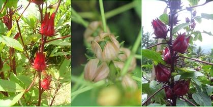 Bunga ini kemudian dijadikan teh herbal yang memiliki 1001 manfaat bagi kesehatan tubuh manusia. jenis rosella - Good Quality Rosella