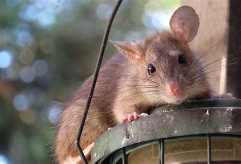 10 easy tips for preventing mouse & rat infestationbe proactive about rodent control.remove current rodent occupants. Stop Rats In The Garage Damaging Your Car - Diamond Pest ...