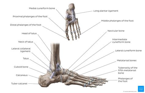 (a) the insertions of the flexor digitorum longus, flexor hallucis longus and little attention has been paid to the clinical assessment of intrinsic foot muscles in the musculoskeletal injury literature apart from few specific. Diagram / Pictures: Bones of the foot (Anatomy) | Kenhub | Foot anatomy, Bones, Great toe