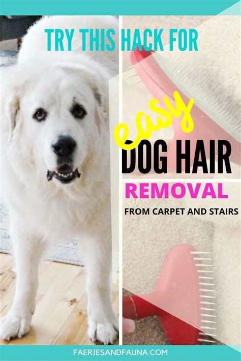 Like electrolysis, this treatment targets the hair follicle. Easy Way to Remove Dog Hair from Carpet and Stairs in 2020 ...