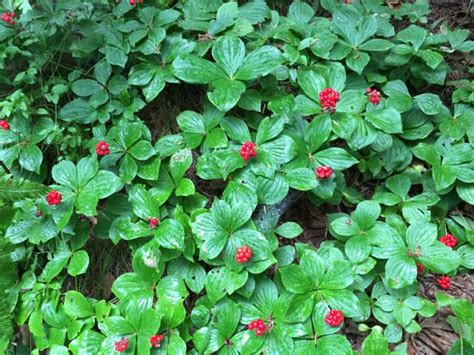 Cornus canadensis - Flower Seeds - Bunchberry, Bunchberry Dogwood ...