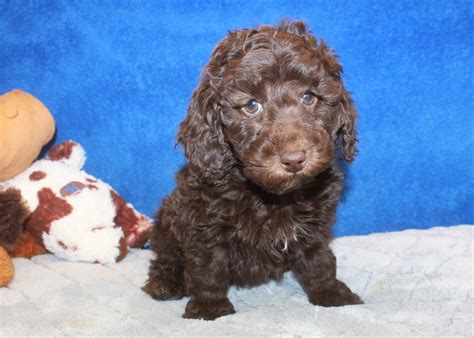 Puppies in dogs & puppies for sale. Cock-a-poo Puppies For Sale - Long Island Puppies
