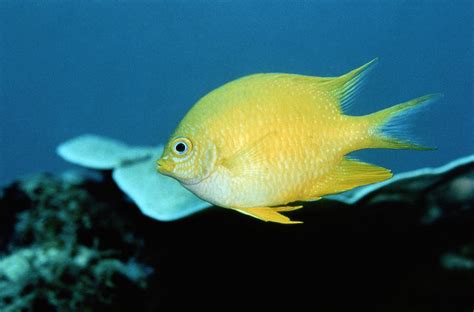 Прикормка real fish карась чеснок 1кг. A Golden Damselfish Dascyllus Species Photograph by ...