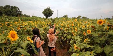 Kebun bunga matahari di gank makam, photo by katakotadotcom 7 Taman bunga tercantik Indonesia, tak kalah dari ...