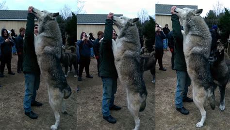 Japanese wolf、学名：canis lupus hodophilax）は、日本の本州、四国、九州に生息していたオオカミの1亜種。あるいは canis 属の hodophilax 種。20世紀初頭に絶滅したというのが定説である。 でかかわいい!オオカミと犬のハイブリッド、「ウルフドッグ ...