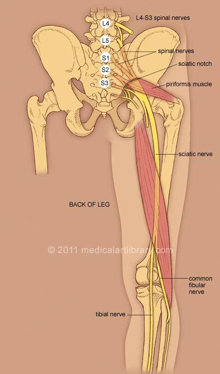 You need to first understand all the forces acting on the object and then represent these force by arrows in. Illustration of sciatic nerve shows the L4-S3 spinal ...