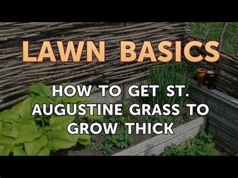 He process of growing grass can be slow, draining, and frustrating for those in the process of transforming their lawn. How to Get St. Augustine Grass to Grow Thick - YouTube