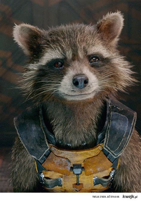 Guardians of the galaxy is everything we go to the movies for, as gunn is able to build an intricate intergalactic world full of multiple races, lush. Rocket - Ministerstwo śmiesznych obrazków | Marvel ...