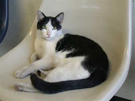 Learn more about these black and white felines. Tuxedo cats: great photos