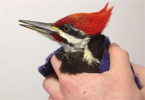 An insectivore, it inhabits deciduous forests in eastern north america, the great lakes. Pileated Woodpecker - brought into AWARE with damage to wing.