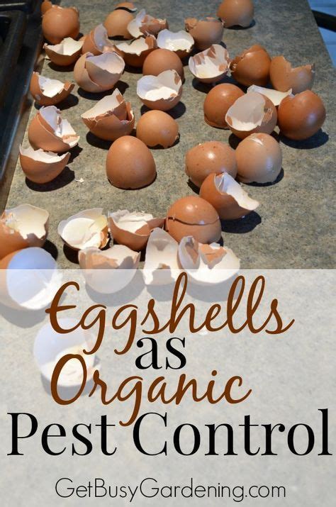 The official worlds for pest control are worlds 53, 69 ( p2p ). 12 Insanely Genius Gardening Hacks | Garden pests, Organic ...