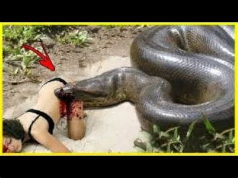 Indiana jones n'a peur de rien, sauf des serpents. le plus gros serpent du monde 2017 - YouTube