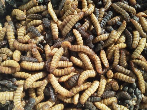 Proposal program mahasiswa wirausaha budidaya maggot bsf sebagai alternatif pakan lele & solusi pengurai sampah organik maggot (hermetia illucens linnaeus) merupakan larva lalat black soldier yang memiliki tekstur kenyal, berprotein tinggi serta memiliki kemampuan. Budidaya Lalat Tentara Hitam (Maggot) dapat Menjadi Upaya ...