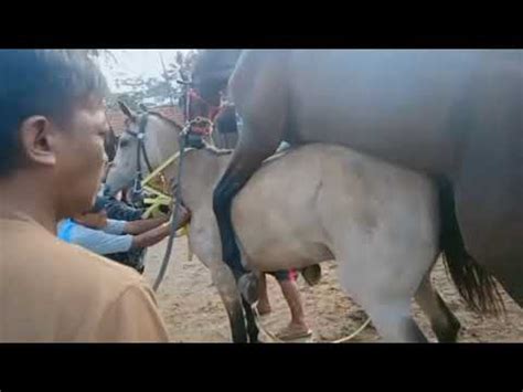 Kuda kawin new video ll horse meeting. Kuda yang kawin yang pegang ikut tegang - YouTube