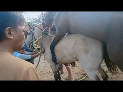 Kuda kawin setahun dalam sekali, perkawinan kuda biasanya dilakukan 2 kali, kaki belakang 7 aylar önce. Kuda yang kawin yang pegang ikut tegang - YouTube