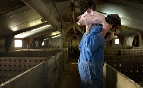 Volgens intensivist geert meyfroidt zijn de scholen tot een belangrijke factor bij de verspreiding van het coronavirus. Toch een kerstcadeau voor varkensboeren - De Standaard