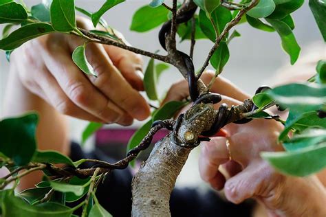 The state of the vines themselves are not as important as the trunk. Pinoy Bonsai: HOW TO MAKE A BONSAI TREE PINOY STYLE (Part 3)