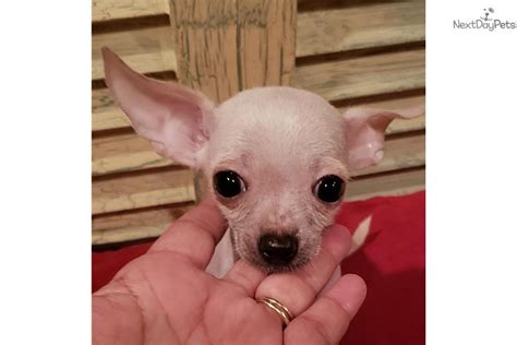 Maybe you would like to learn more about one of these? Chihuahua puppy for sale near Houston, Texas. | be76aa36-5181