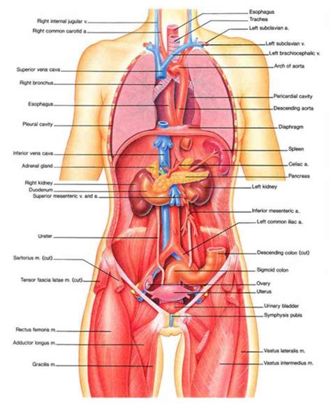 Organs and organ systems of the human body the small intestine is a bit longer in human females. Female Human Organs Diagram | MedicineBTG.com