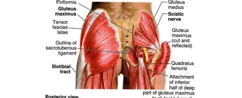 The gluteal muscles comprise three muscles which make up the buttocks: Do you get hip pain or a pain in the butt? | Physio Body ...