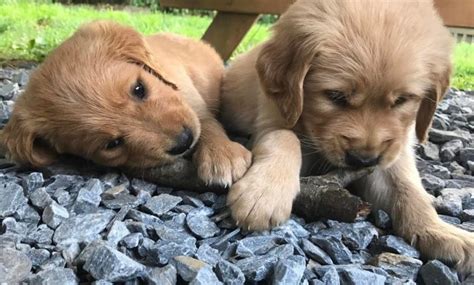 Golden retriever puppies for sale in oh. Un-Answered Issues With Golden Retrievers For Sale Near Me ...