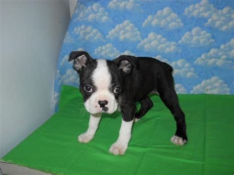 Find the perfect boston terrier puppy for sale in california, ca at puppyfind.com. APRI registered Boston Terrier Female Puppy 8 weeks old for Sale in Rudy, Arkansas Classified ...
