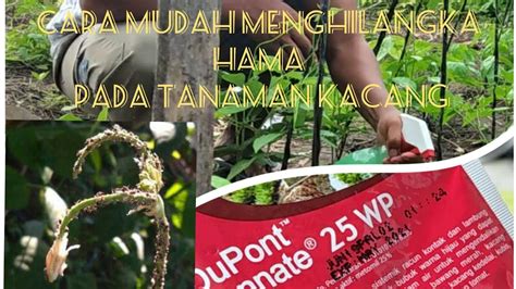 Cara menghilangkan hama pada tanaman | Pengendalian hama ...
