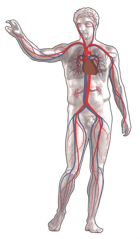They circulate in the blood so that they can be transported to an area where an infection has developed. Circulatory system - wikidoc