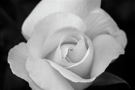 2,000 rose petals 3,000 rose petals 6,000 rose petals 12,000 rose petals. The petals of a white rose in black and white Photograph ...