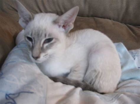 Loving lynx® is a breeder of maine coons from select dna tested bloodlines to create the ideal family pet. Siamese Lynx / Bluepoint Kittens for Sale in Madison ...