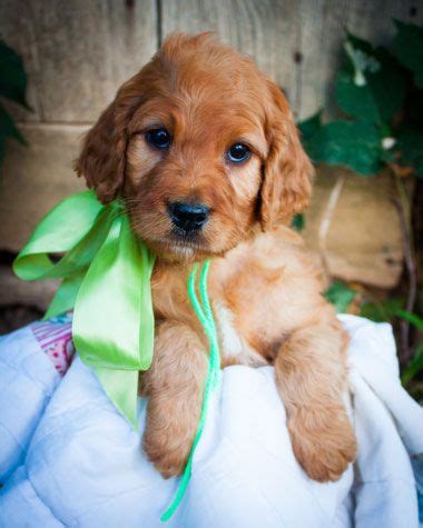 Like the parent breeds, irish doodles can suffer with orthopedic issues. Irish Doodle Puppy for Sale | Irish doodle, Doodle puppy ...