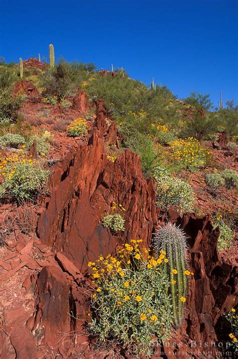 I personally have seen these succumb to flooding many times here in arizona and am saddened to see it each time. Morning light on Brittlebush and Saguaro Cactus in the ...