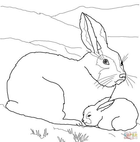 Snowshoe hare in eastern ontario winter. Download Arctic Hare coloring for free - Designlooter 2020 👨‍🎨