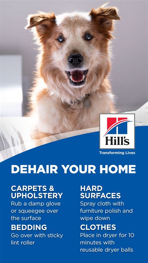 Most procedures start at around $250 per visit, but many offices offer special prices when you buy a package deal (like $100 for four visits). Get rid of pet hair around your home in 2020 | Dog hair ...