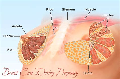 Bayi cenderung menghisap lebih keras pada awal menyusui, dan pengisapan inilah yang tawarkan payudara kiri dengan tangan kanan saat memandu kepala bayi dengan tangan kiri. Pustaka Digital Indonesia: Kenapa Ibu Menyusui Harus ...