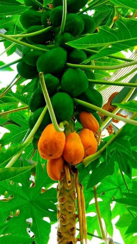 Benefits of a dwarf fruit tree remains a manageable size for growing in small spaces like a small yard or a container Pin by Nancy Beasanski on Colors | Papaya tree, Fruit ...