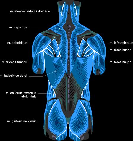 Within this group of back muscles you will find the latissimus dorsi, the trapezius, levator scapulae and the rhomboids. Muscle Charts
