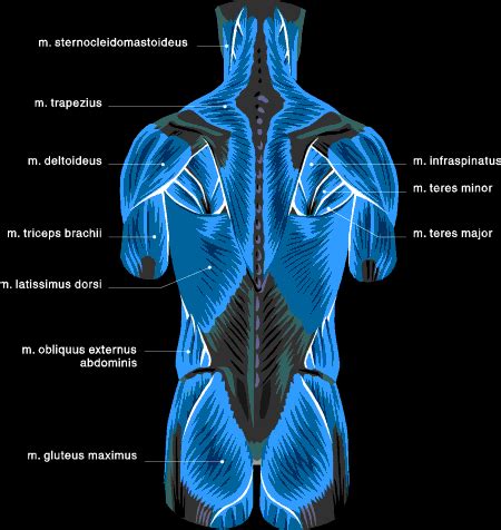 We did not find results for: Muscle Charts