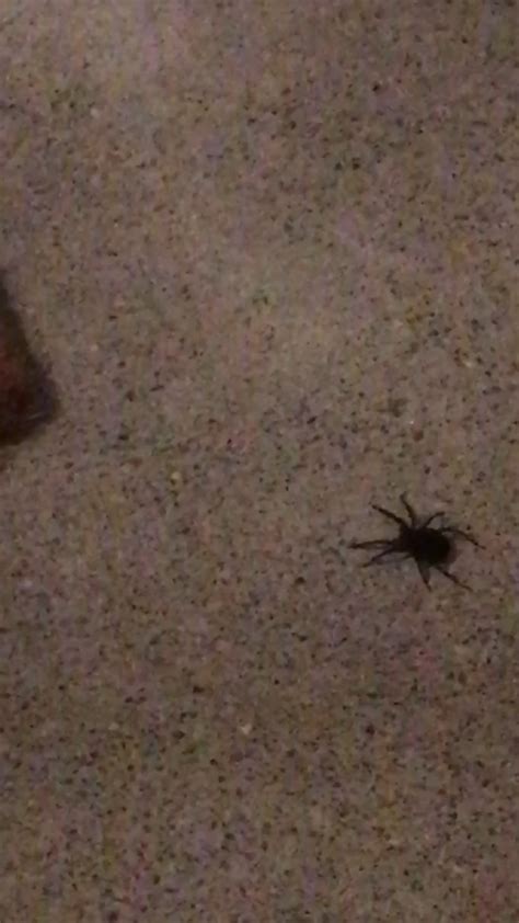 How to get rid of spiders. 4 Ways to Get Rid of Wolf Spiders - wikiHow