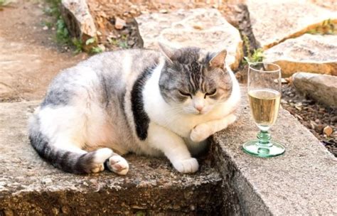 Why wait to get your cat classy and happy. Pinot Meow? Is "Cat Wine" Safe for Kitties? | Cat wine ...