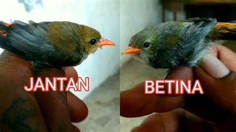 Ciri yang pertama yaitu bisa dilihat dengan cara berdiri dari burung beo tersebut. Ciri ciri jantan dan betina burung kemade/cabe cabean yang masih anakan - YouTube