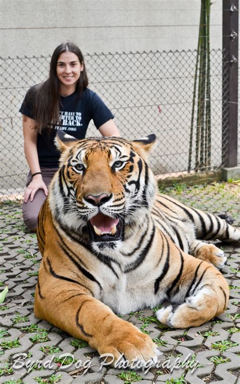 The tiger (panthera tigris) is the largest living cat species and a member of the genus panthera. Living the Bucket List Life: #139 Pet a Lion or Tiger and ...