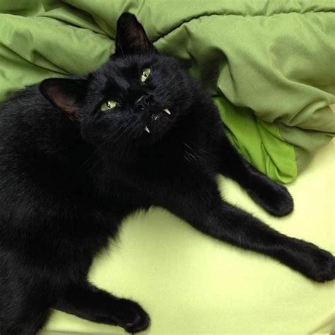 You didn't say how long he'd been smoking, but i'd take into consideration the possibility that these symptoms are related to smoking cessation. This Vampire Cat Totally Slays At Being Adorable | HuffPost
