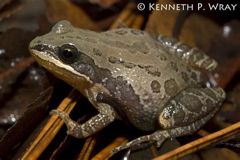 More images for southern chorus frog » Pseudacris nigrita nigrita (Southern Chorus Frog) | This ...