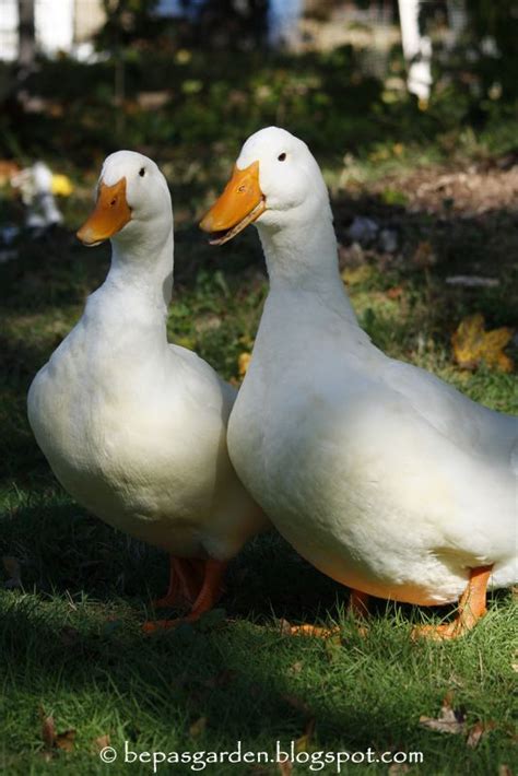 Their egg laying ability and fine meat quality made them the first choice of the american duck farmers. Pekin ducks just like mine....Braveheart and Jameison ...