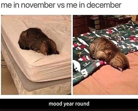 The best saturday memes and images of november 2020. Pin by Lynne Andersen on Funnies | Cat memes, Funny ...