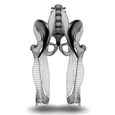 The feet are flexible structures of bones, joints, muscles, and soft tissues that let us stand upright and perform activities like walking, running, and. Human Pelvis Muscle Bone Anatomy (With images) | Pelvis ...