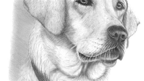 Draw a mouth for your dog as well. Bildresultat för draw realistic dog nose | Dibujos, Perros