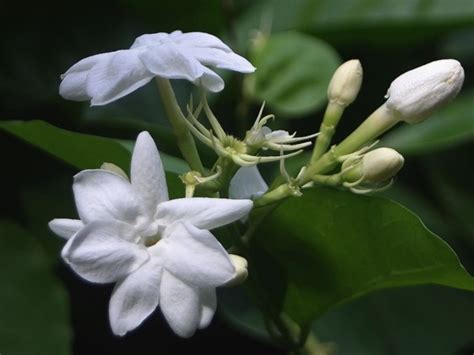 Nama bunga stock flower (matthiola incana). Wow 14+ Bunga Melati Nama Ilmiah - Gambar Bunga HD