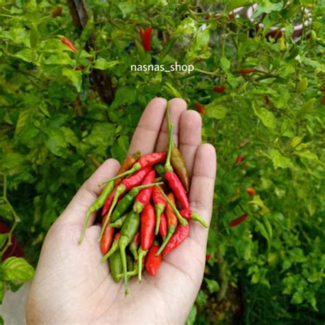 Welcome to kebun pokleh's blog. 40pcs Benih Cili Padi Kampung / Cili Api / Lada Burung ...